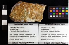 Foto (Objket + Etiketten) von Isopoda indet. 